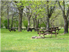 Picnic tables in grassy field