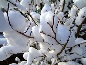 Image of snow heavy on branches