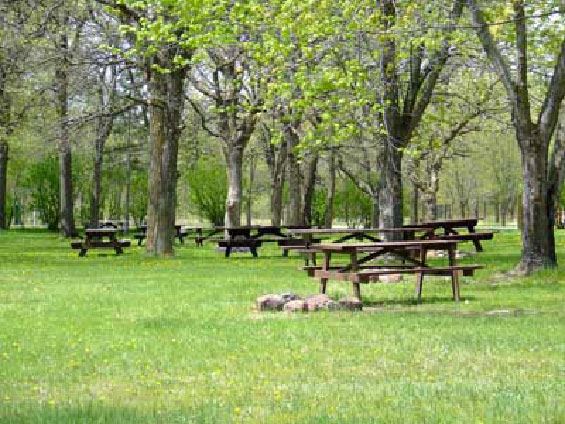 Picnic tables in grassy field