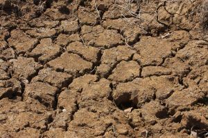 Image of cracked dirt
